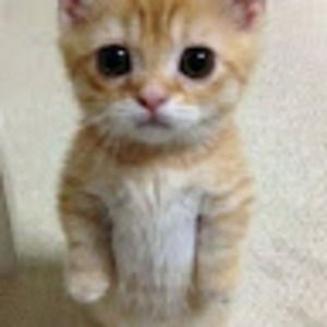 Meet your Posher, Kitty